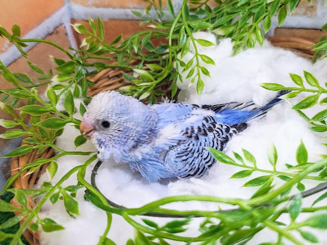 幸せの青い鳥🐦🩷セキセイインコのヒナ(ブルーオパーリン)入荷しました❤️