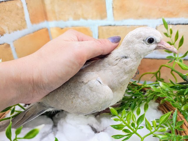 ジュズカケバト