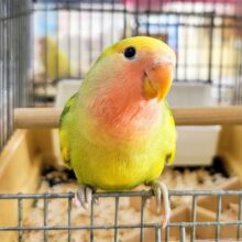 最新画像更新しました春爛漫🌸黄色がたっぷりの小桜インコのタイガーチェリー♡