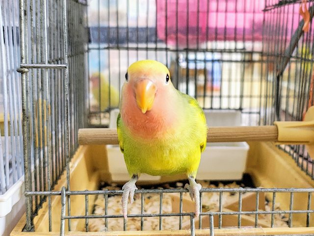 コザクラインコ（小桜インコ）