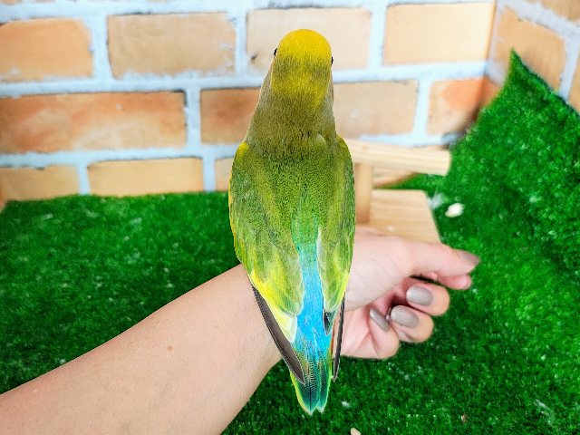 コザクラインコ（小桜インコ）