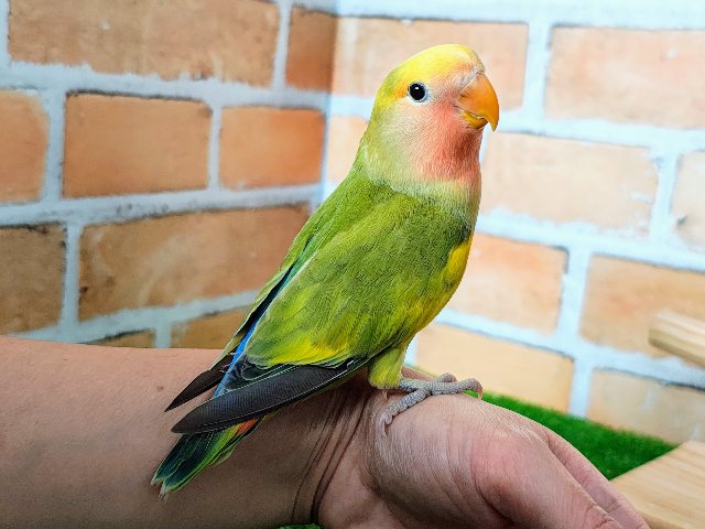 コザクラインコ（小桜インコ）