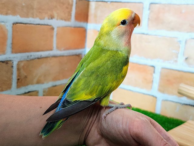 コザクラインコ（小桜インコ）