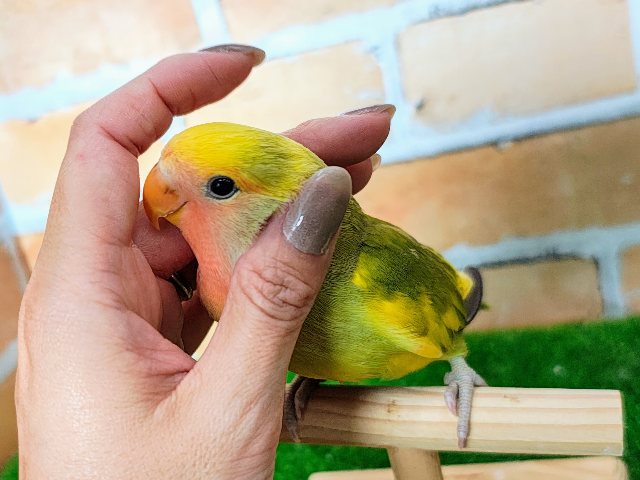 コザクラインコ（小桜インコ）