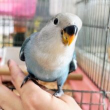 最新画像更新✨綺麗な海のようなシーグリーン♡小桜インコ入舎です〜🎶