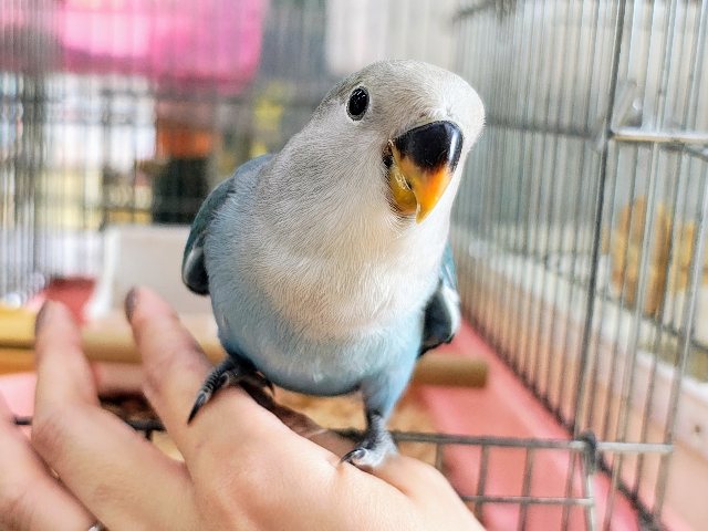 最新画像更新✨綺麗な海のようなシーグリーン♡小桜インコ入舎です〜🎶