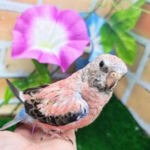 ✨更新画像✨目指せ𝕞𝕠𝕕𝕖𝕝💅👠ｶﾜｲｲだけじゃないの😉🩷秋草インコ(ローズ/2025年2月下旬)