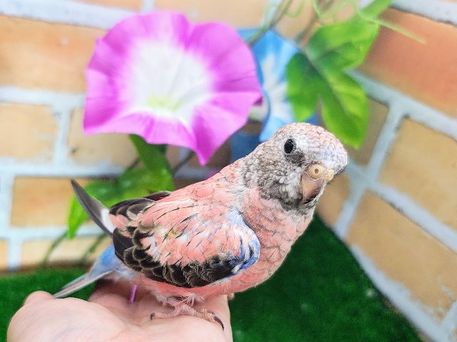 ✨更新画像✨目指せ𝕞𝕠𝕕𝕖𝕝💅👠ｶﾜｲｲだけじゃないの😉🩷秋草インコ(ローズ/2025年2月下旬)