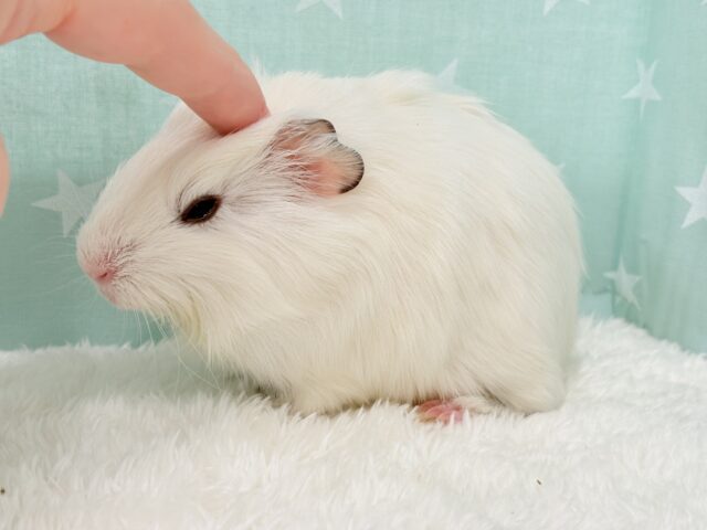 アビシニアンモルモット