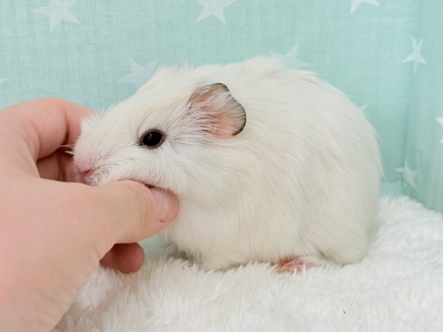 アビシニアンモルモット