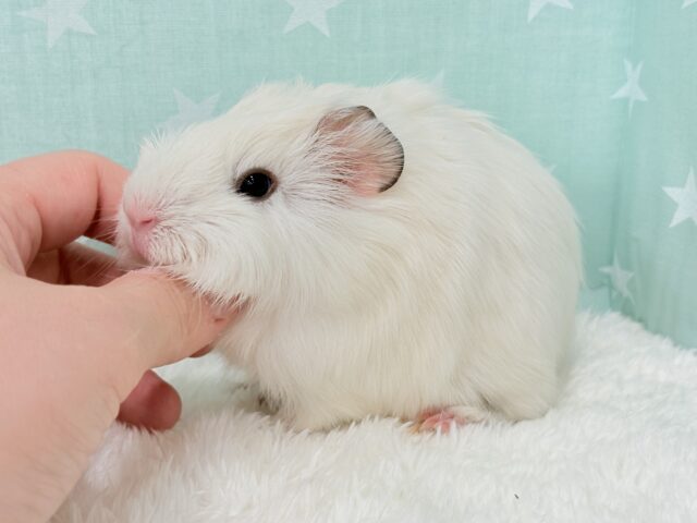 アビシニアンモルモット