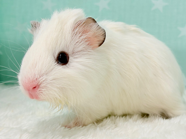ふんわりパーマ☁️アビシニアンモルモット(男の子)