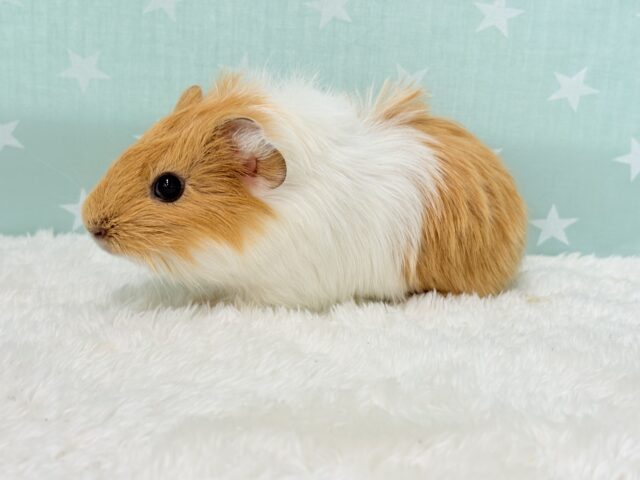 アビシニアンモルモット