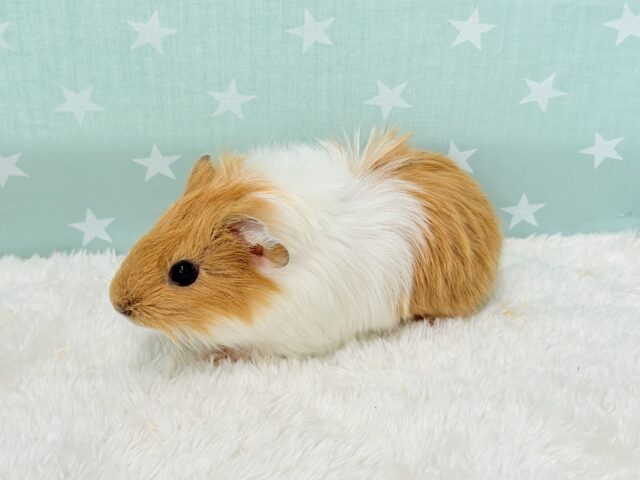 アビシニアンモルモット