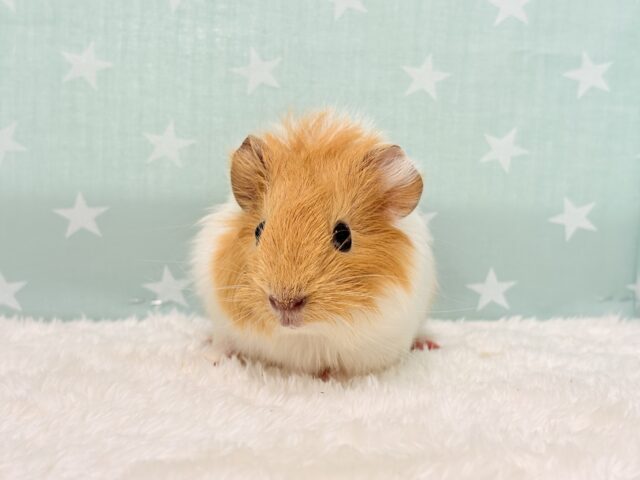 アビシニアンモルモット