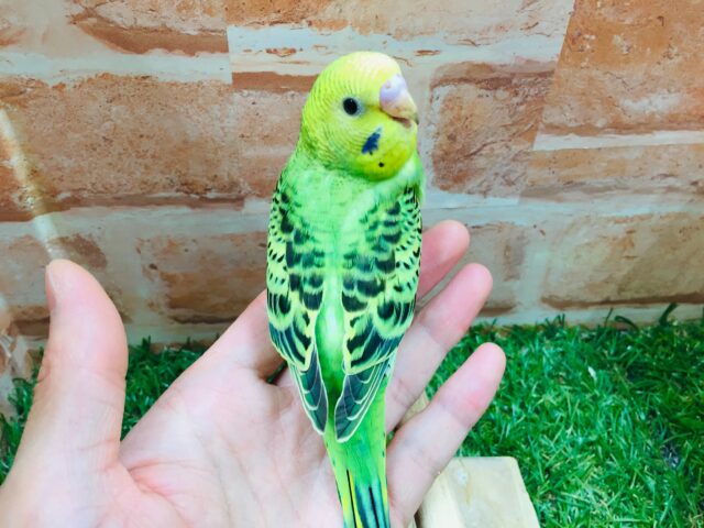 セキセイインコ