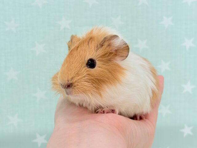 アビシニアンモルモット