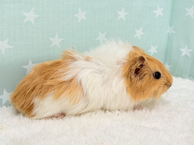 アビシニアンモルモット