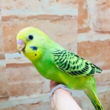 【⭐︎最新画像更新⭐︎】②💚💛🖤セキセイインコ🖤💛💚オパーリン