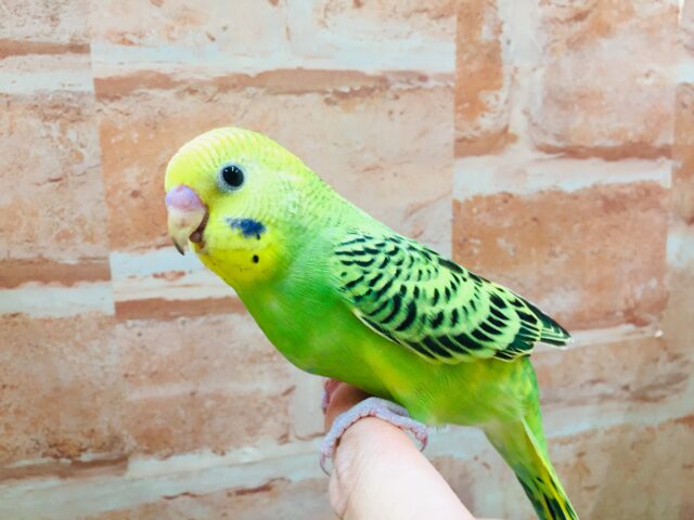 【⭐︎最新画像更新⭐︎】②💚💛🖤セキセイインコ🖤💛💚オパーリン