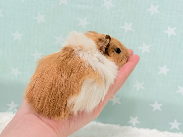 アビシニアンモルモット
