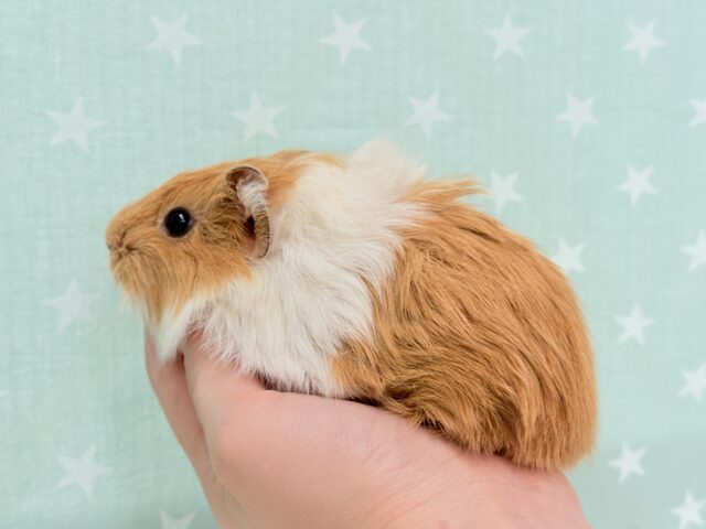 アビシニアンモルモット