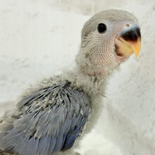 大人っぽいカラーの魅力ってたくさんあるよね♡コザクラインコ(バイオレット) ヒナ