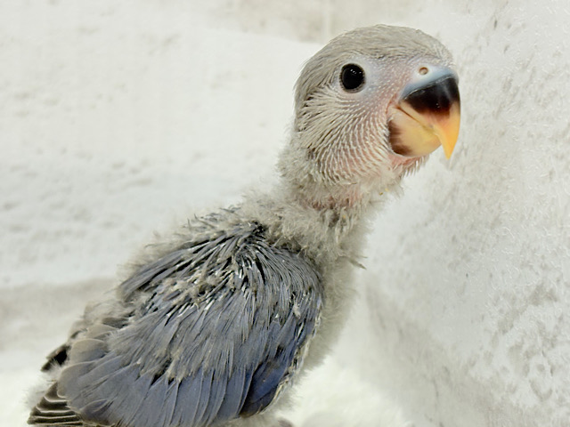 大人っぽいカラーの魅力ってたくさんあるよね♡コザクラインコ(バイオレット) ヒナ