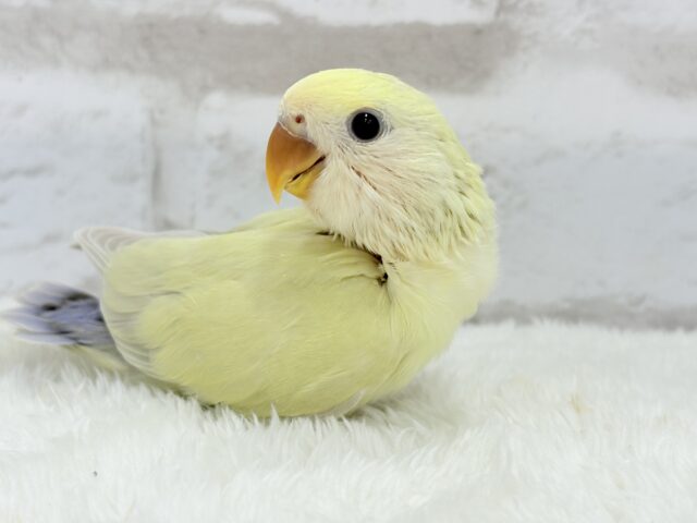 コザクラインコ（小桜インコ）