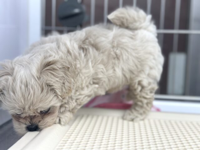チワプー