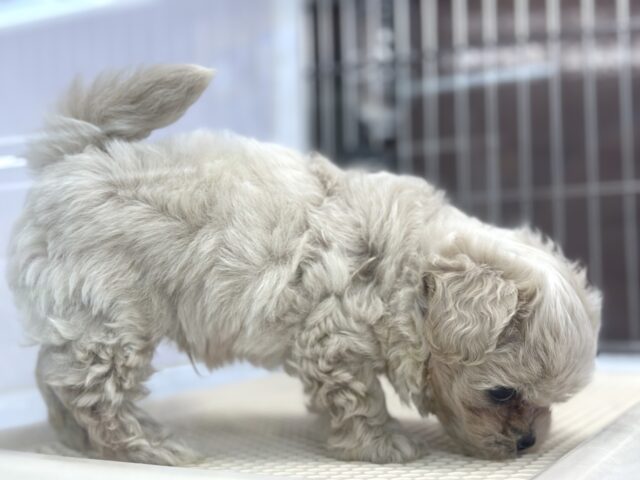 チワプー