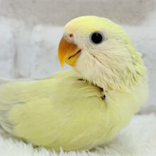 【最新画像更新🪄】柔らかカラー.*･ﾟコザクラインコ(シナモン) ヒナ