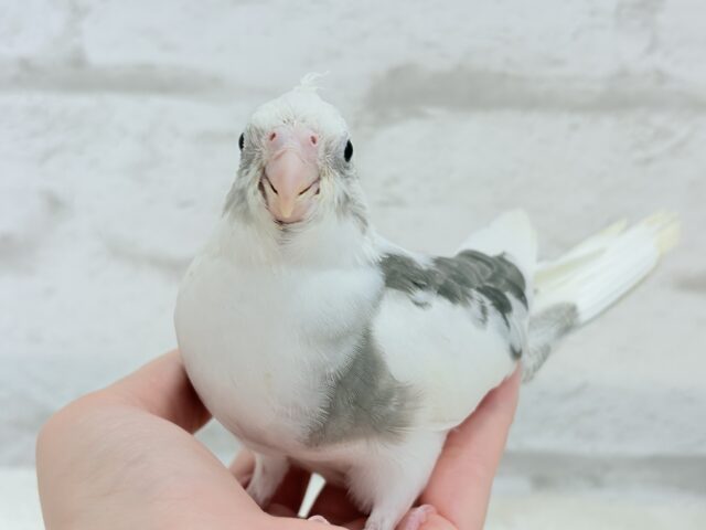 オカメインコ