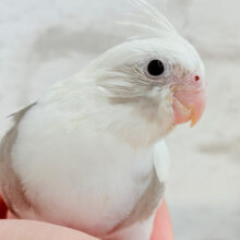 【最新画像更新🪄】伸び伸び大きくなってね‪☆オカメインコ(WFパイド) ヒナ