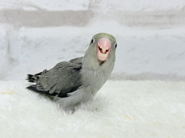マメルリハ