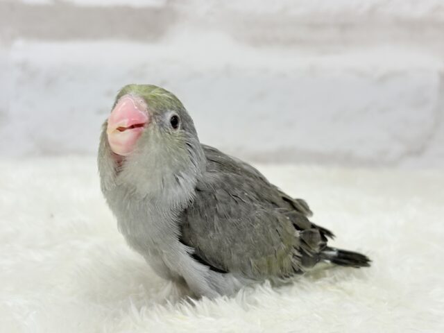 マメルリハ