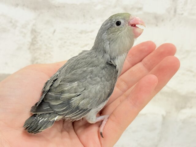 マメルリハ