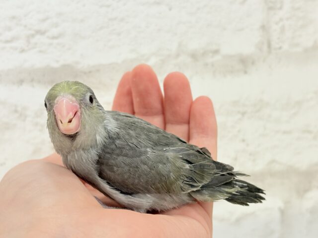 マメルリハ