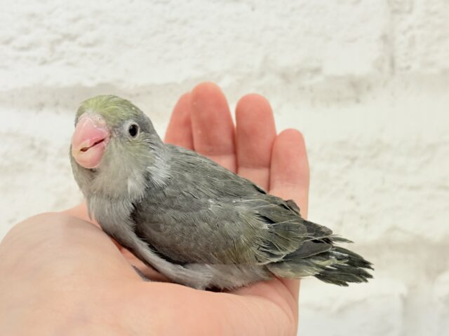 マメルリハ