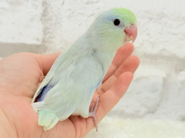 マメルリハ