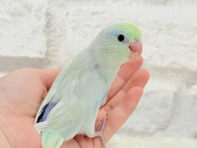 マメルリハ