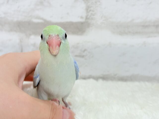 マメルリハ