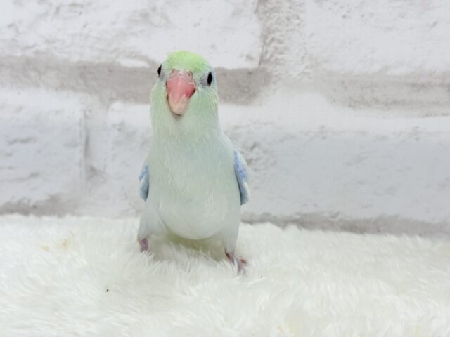 マメルリハ