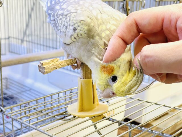 オカメインコ