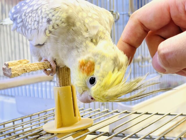 オカメインコ