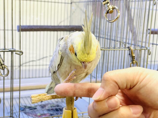 オカメインコ