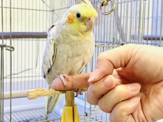オカメインコ