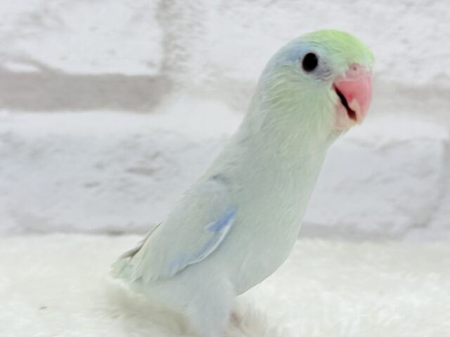マメルリハ