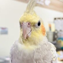 【最新画像】レースのような上品な模様✨オカメインコ（シナモンパール）
