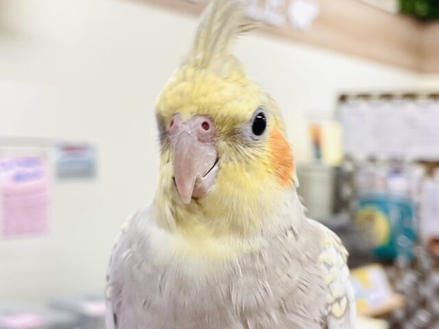 【最新画像】レースのような上品な模様✨オカメインコ（シナモンパール）
